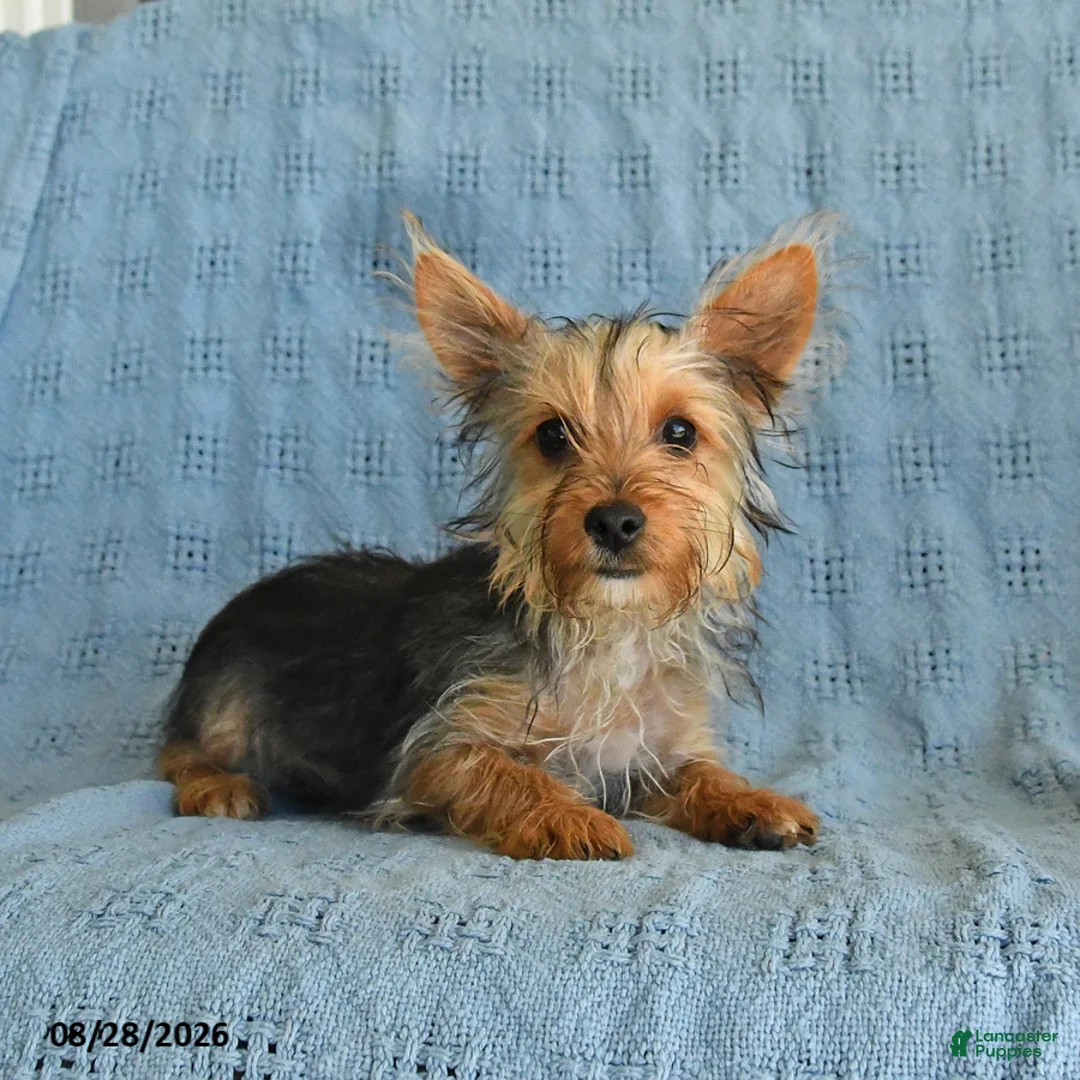 Yorkshire Terrier dogs for sale: Bailey - Ad 1