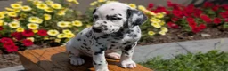 Dalmatian dogs for sale: Rusty - Ad 7