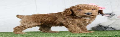 Dixie