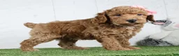 Miniature Poodle dogs for sale: Dixie - Ad 1