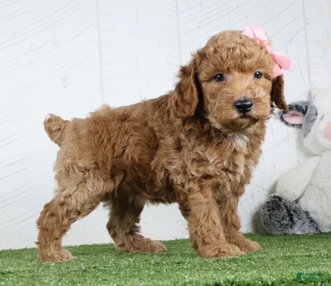 Miniature Poodle dogs for sale: Dixie - Ad 1