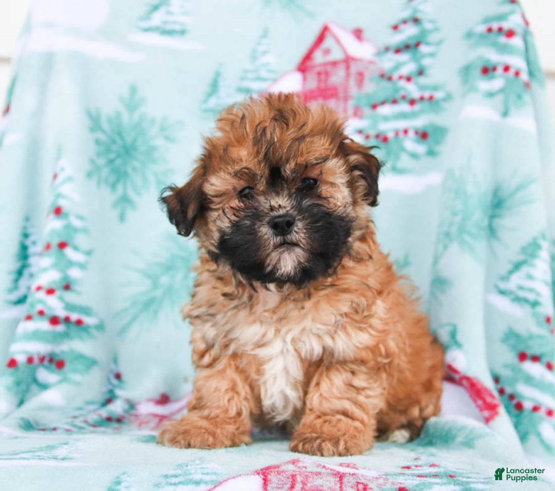 Gallery Image {{count}}