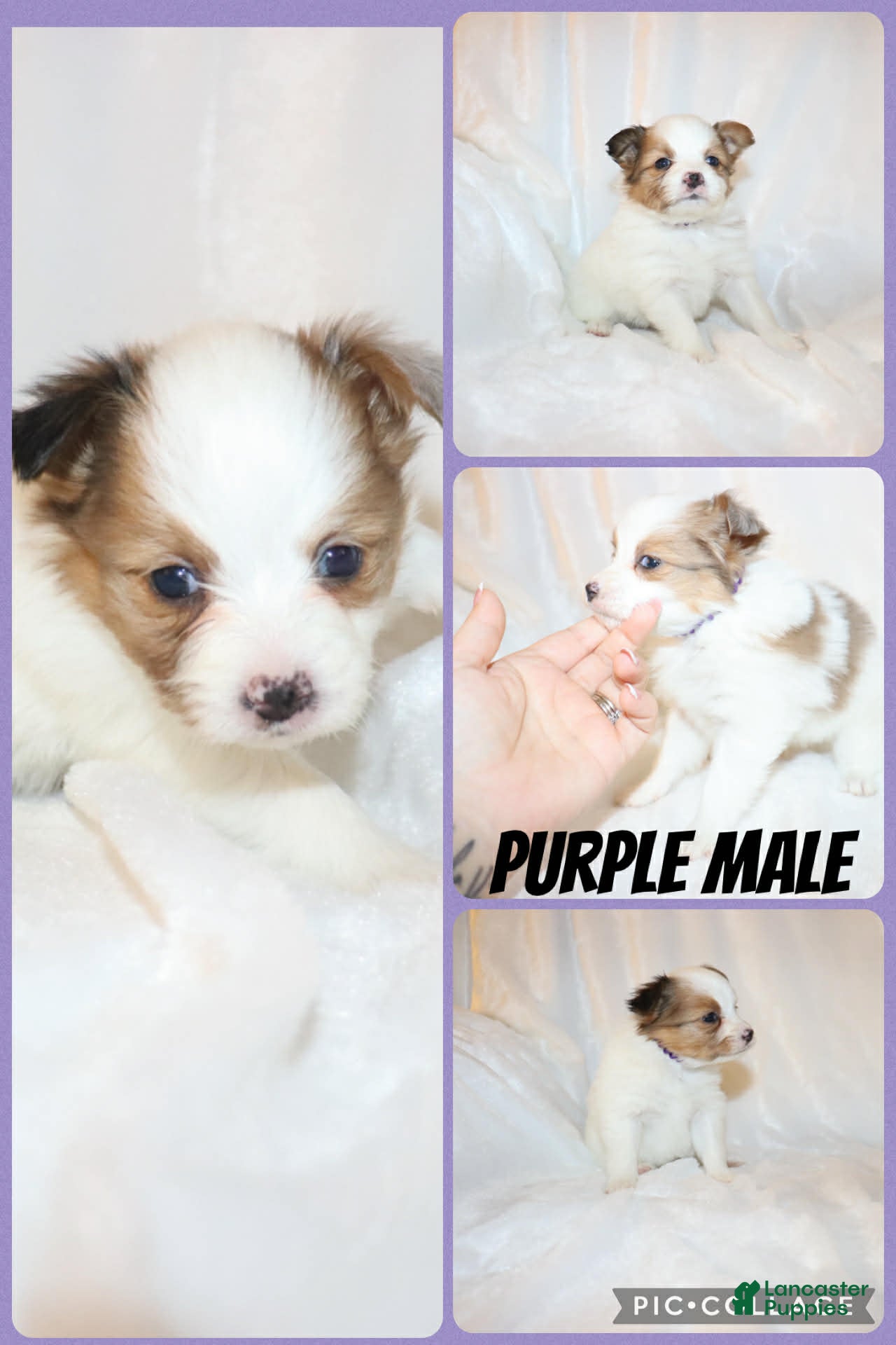 Papillon dogs Purple Boy - Ad 35