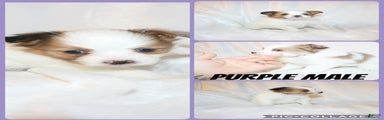 Purple Boy