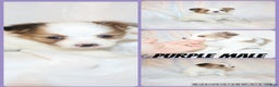 Papillon dogs for sale: Purple Boy - Ad 1