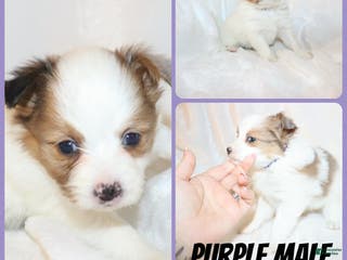 Papillon dogs Purple Boy - Ad 35