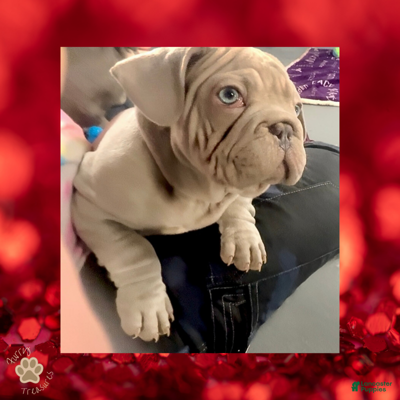 French Bulldog dogs Pyrs “Red Collar” Male - Ad 36