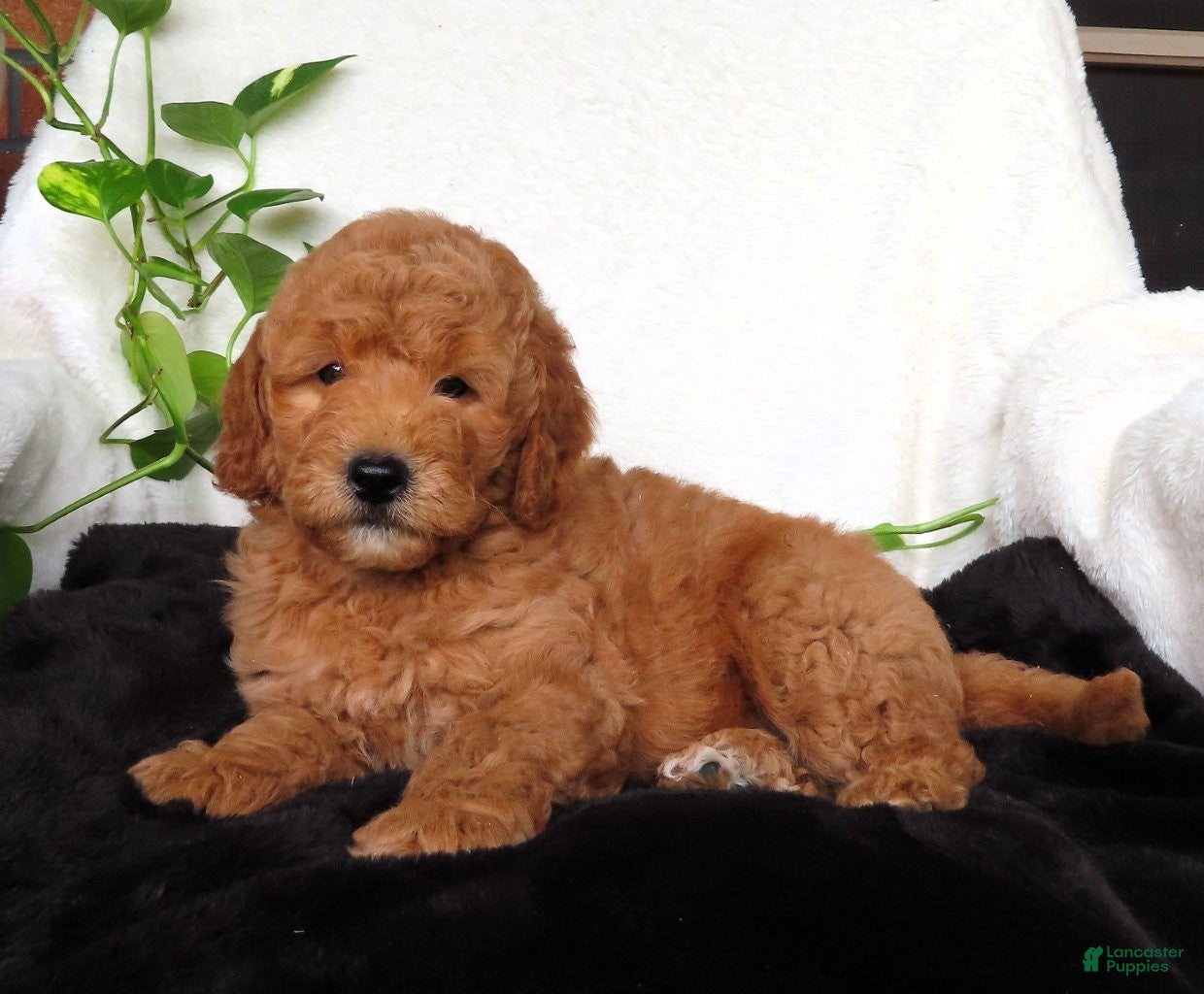 Mini Goldendoodle dogs Louie - Ad 1