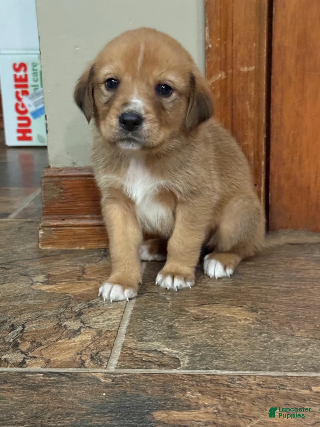 Mixed Breed dogs for sale: Mixed Breed Puppy 4 - Ad 1