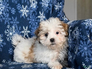 Malshi dogs Winnie - Ad 1