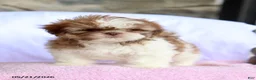 Shih Tzu dogs for sale: Nicola - Ad 5