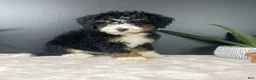 Mini Bernedoodle dogs for sale: Birdie - Ad 3