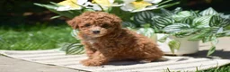 Miniature Poodle dogs for sale: Penny - Ad 4