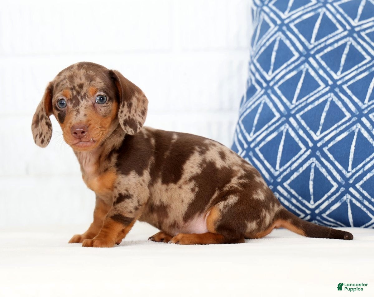 Miniature Dachshund dogs Anton - Ad 2