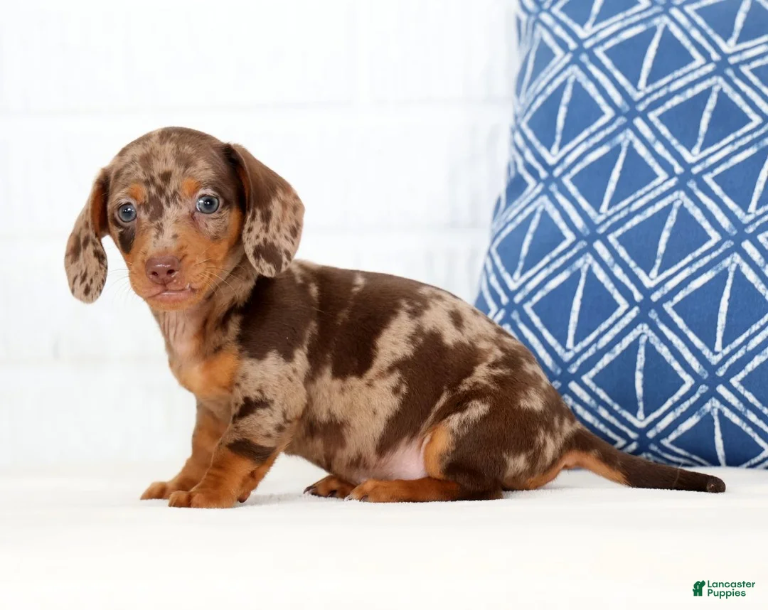 Miniature Dachshund dogs for sale: Anton - Ad 2