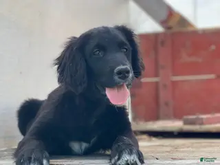 Mixed Breed dogs Bella - Ad 20