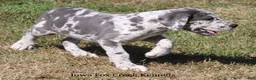 Great Dane dogs for sale: Shakira - Ad 7