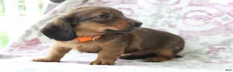 Miniature Dachshund dogs for sale: Cookie - Ad 3