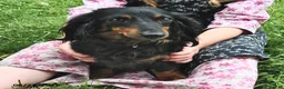 Miniature Dachshund dogs for sale: Murphy - Ad 6