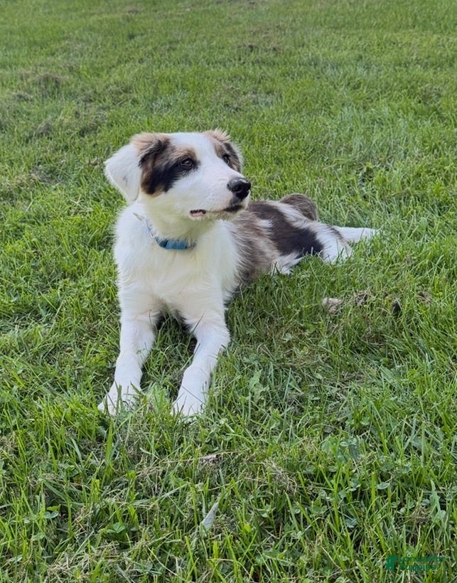 Border Collie dogs Dolly - Ad 30