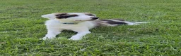Border Collie dogs for sale: Dolly - Ad 1