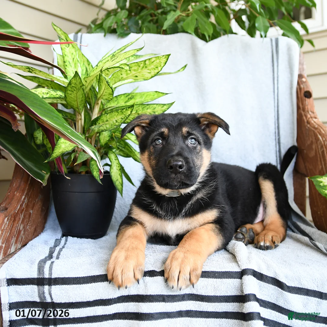 German Shepherd dogs for sale: Neil - Ad 2