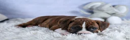 Boxer dogs for sale: Scarlett  - Ad 16