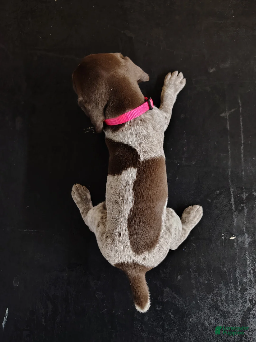 German Shorthaired Pointer dogs for sale: German Shorthaired Pointer 2 - Ad 2