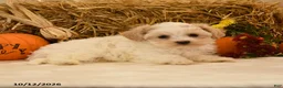 Maltipoo dogs for sale: Judith - Ad 4