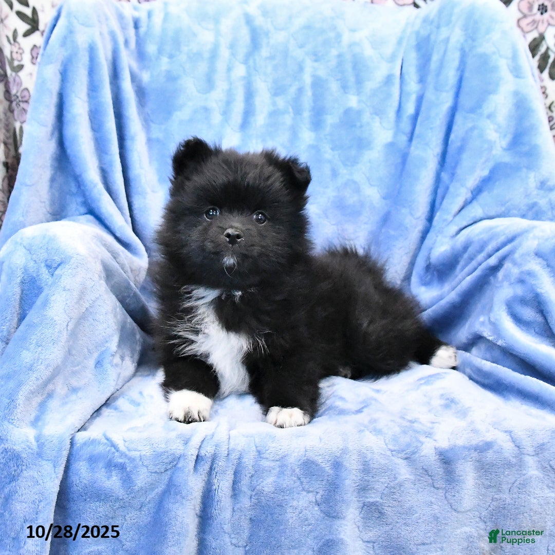 Pomeranian dogs for sale: Tigger - Ad 7