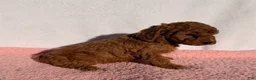 Cavapoo dogs for sale: Daisy - Ad 3