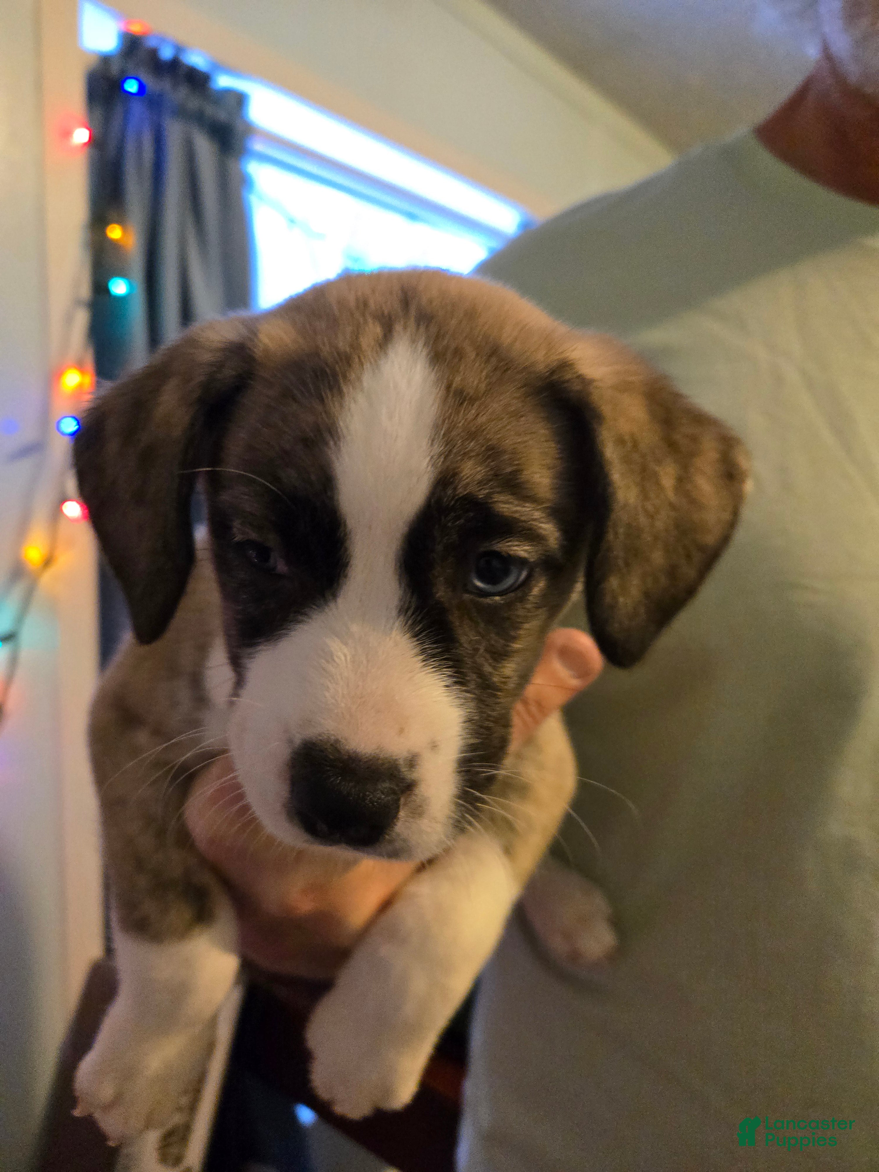 Mixed Breed dogs GIGI - Ad 1