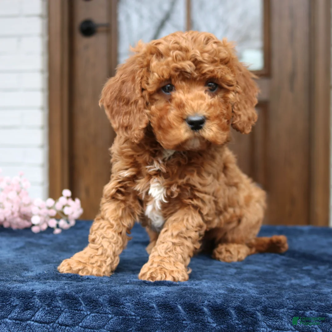 Cavapoo dogs for sale: Seth  - Ad 4