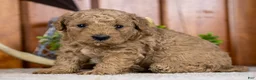 Miniature Poodle dogs for sale: Prince - Ad 1
