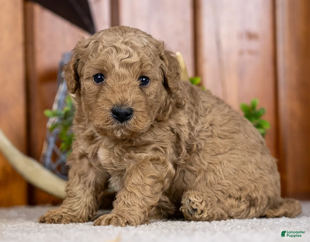 Miniature Poodle dogs for sale: Prince - Ad 1