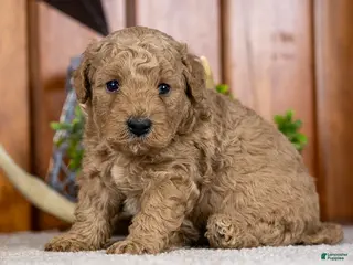 Miniature Poodle dogs for sale: Prince - Ad 3