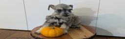 Miniature Schnauzer dogs for sale: Clover - Ad 9