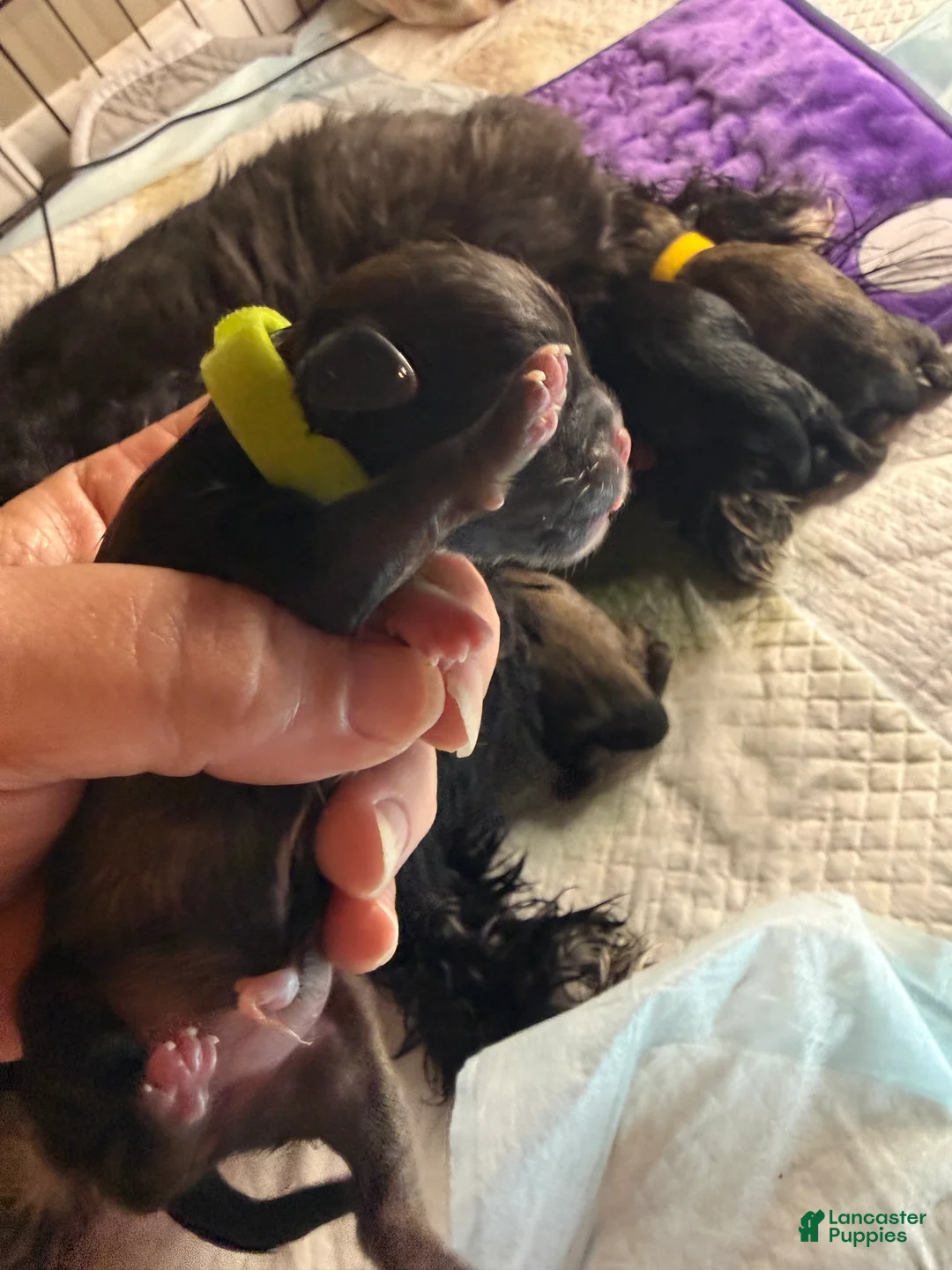 Shih Tzu dogs for sale: Shih Tzu 5 - Ad 2