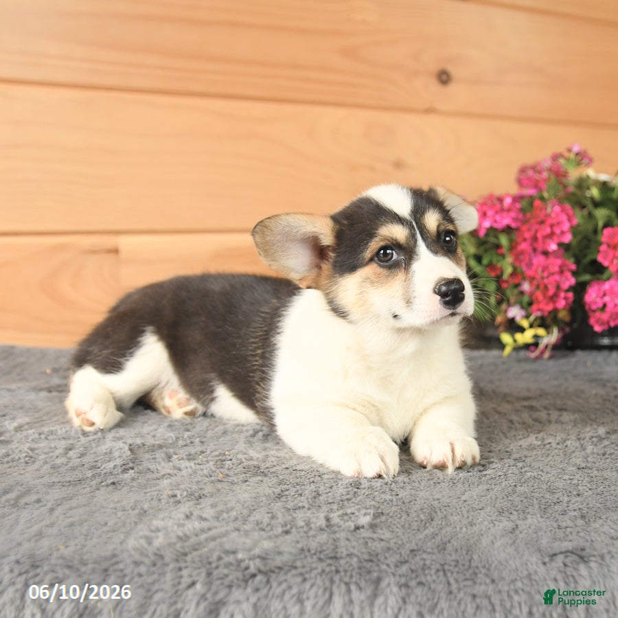 Welsh Corgi Pembroke dogs Pearl - Ad 2