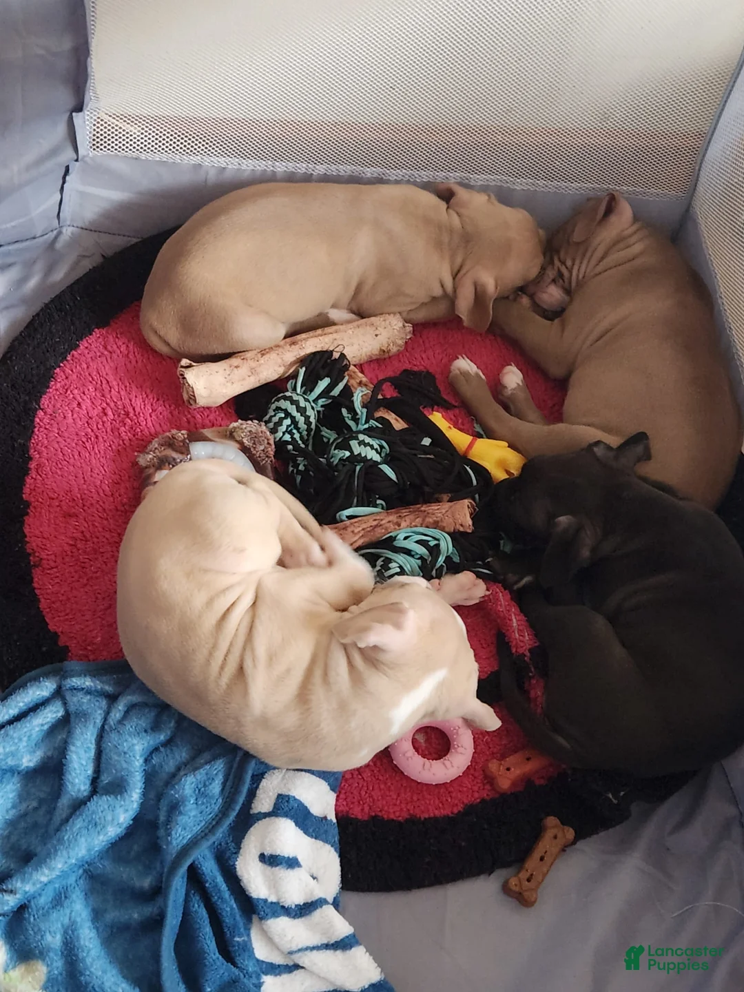 Gallery Image {{count}}