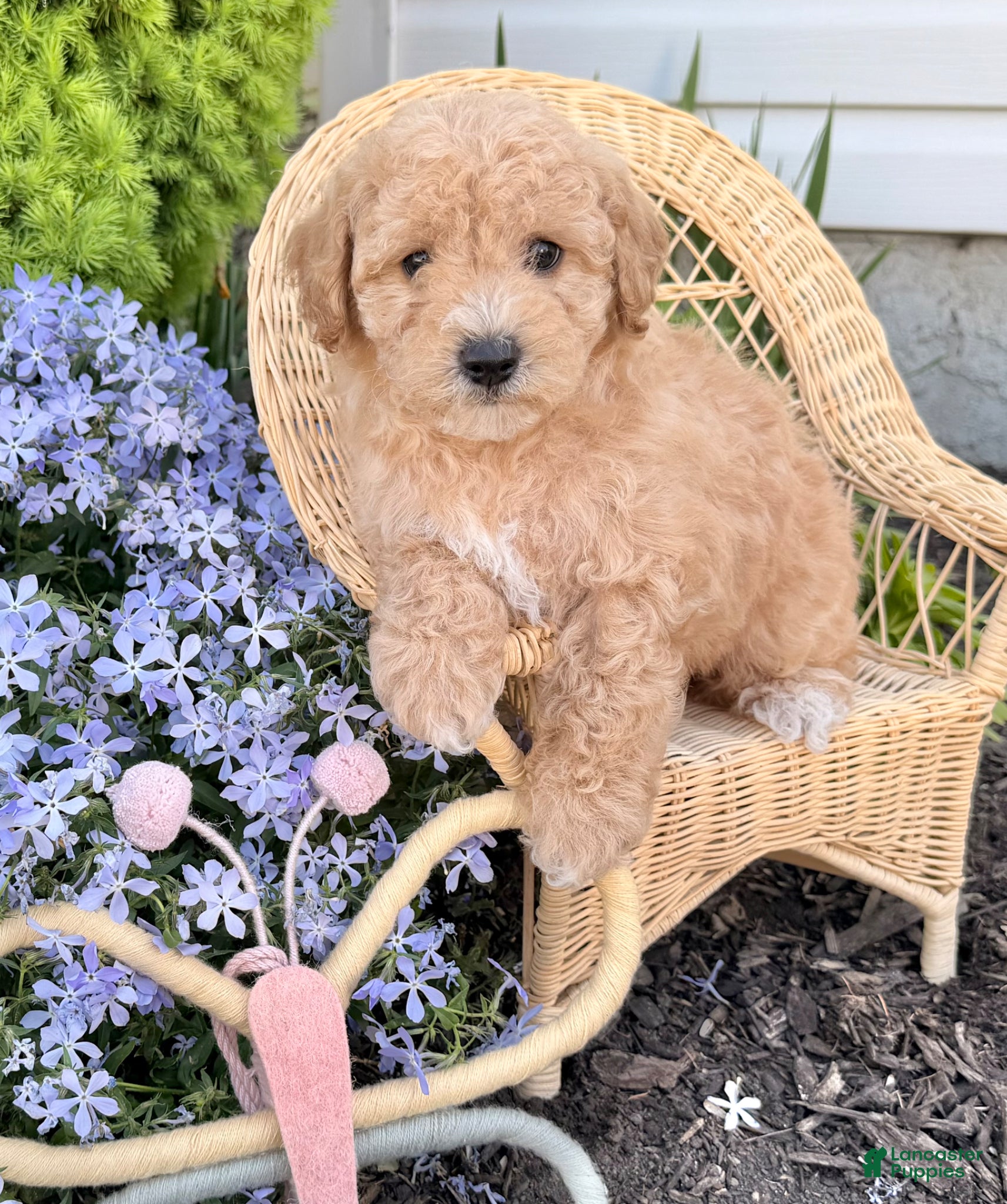 Bichpoo dogs Marley  - Ad 1