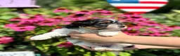 Biewer Terrier dogs for sale: Biewer Terrier 1 - Ad 7