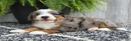 Mini Bernedoodle dogs for sale: Mini Knox - Ad 11
