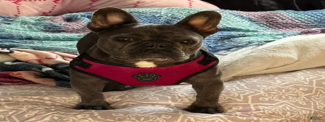 Suki