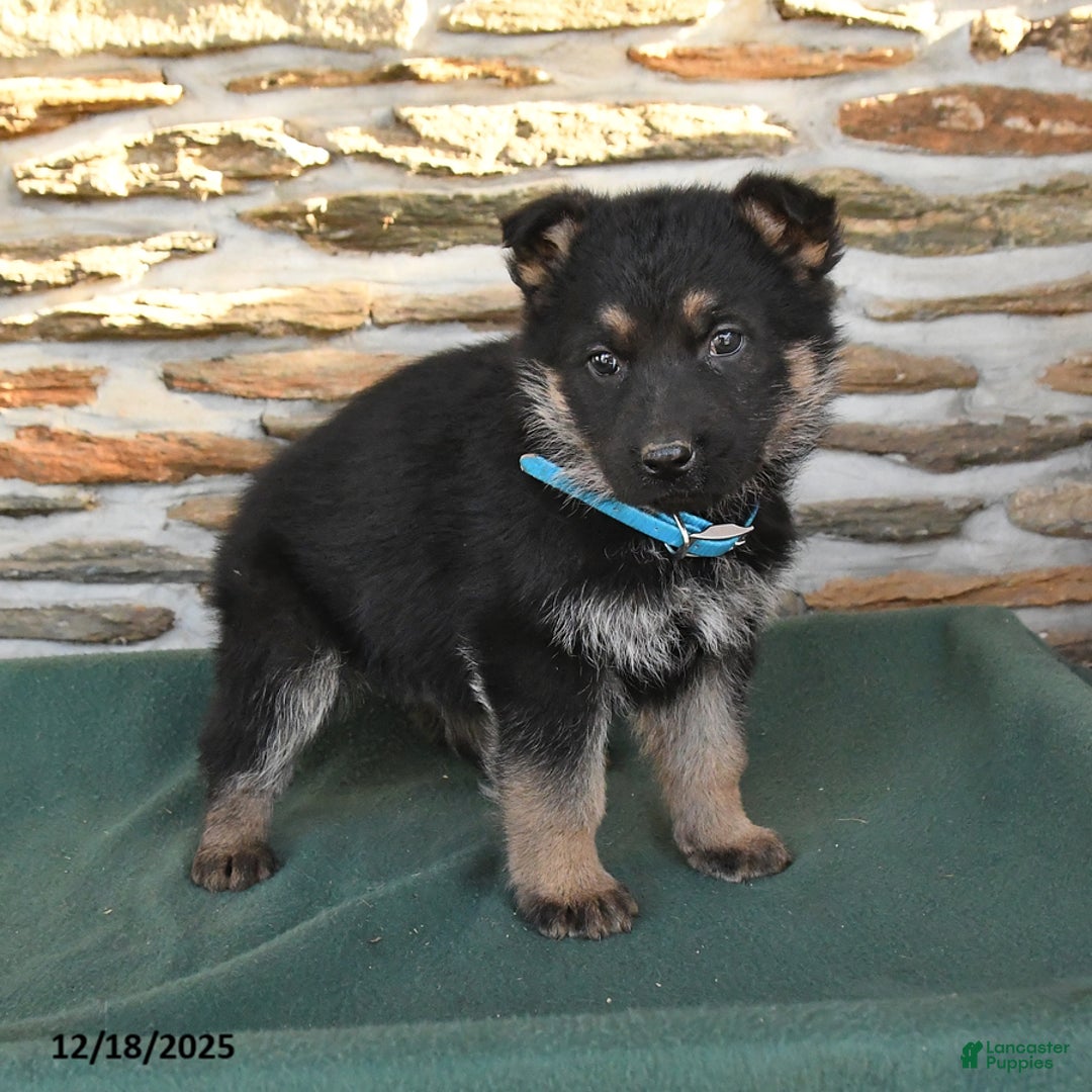 German Shepherd dogs for sale: Matthew - Ad 3