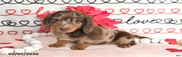 Miniature Dachshund dogs for sale: Harmony - Ad 4