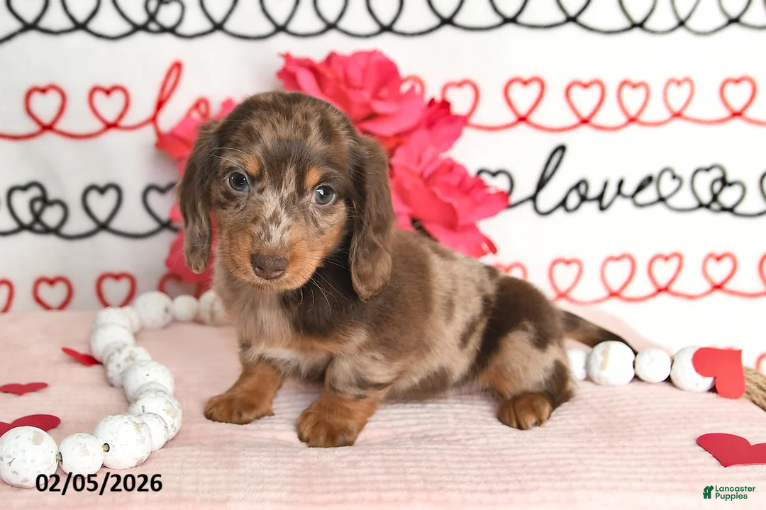 Miniature Dachshund dogs for sale: Harmony - Ad 4