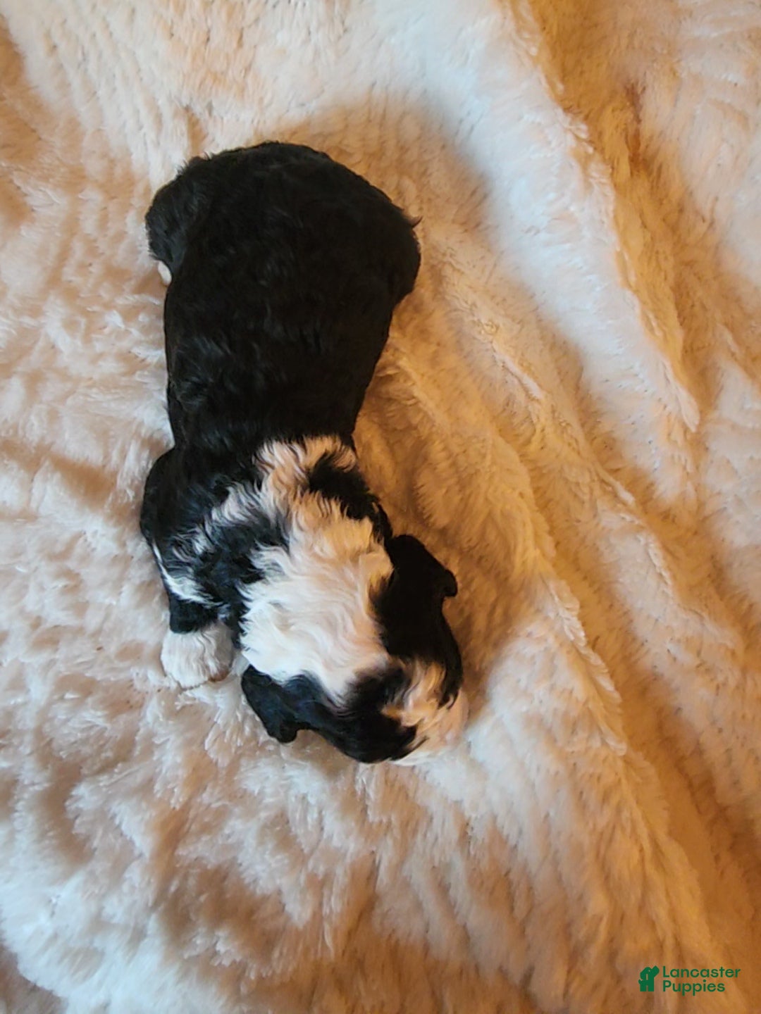 Mixed Breed dogs for sale: Kirk - Ad 5