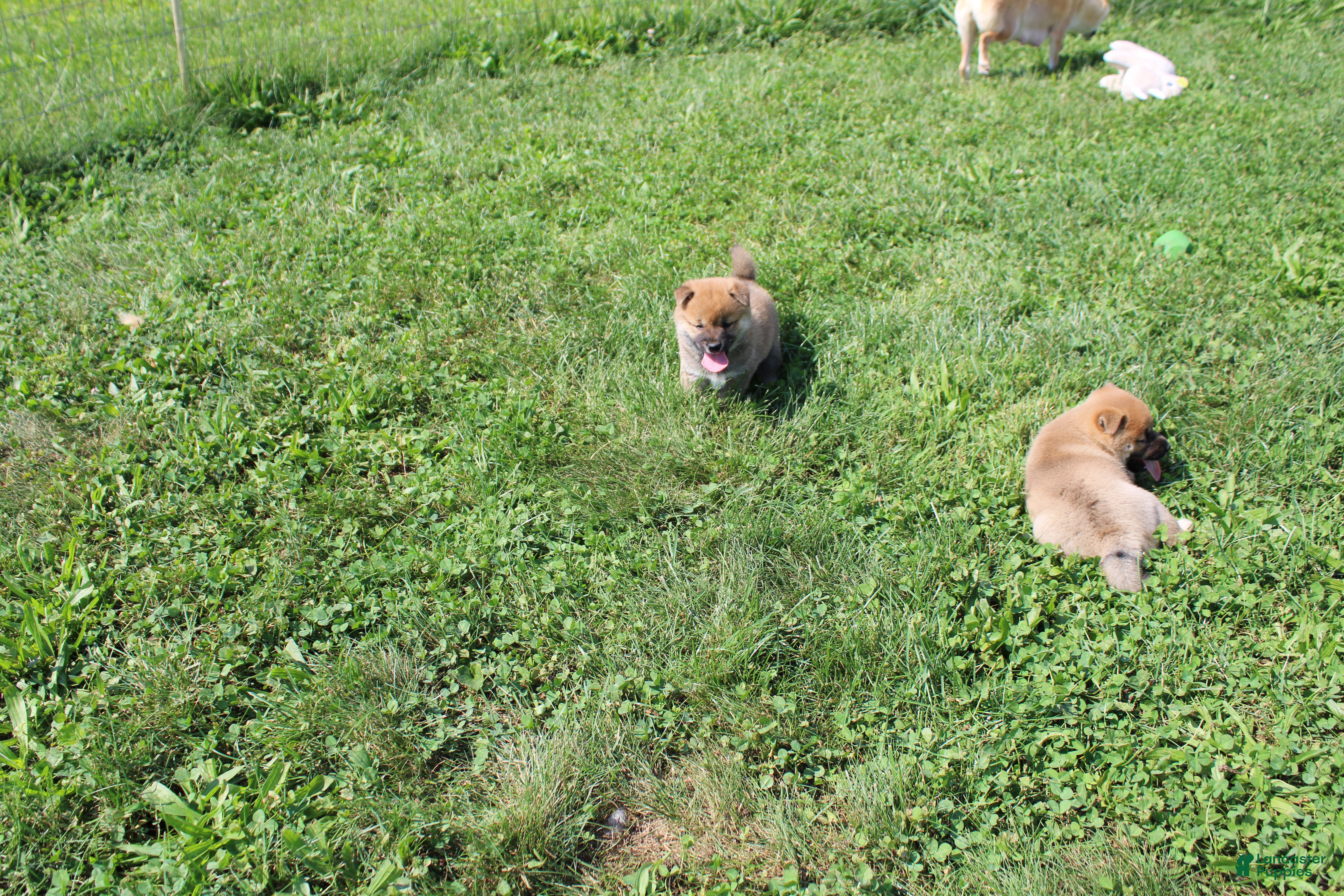Shiba Inu dogs Beef - Ad 2