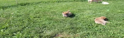 Shiba Inu dogs for sale: Beef - Ad 2